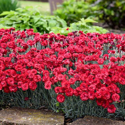 Dianthus 'Maraschino'  - Fruit Punch® Maraschino Dianthus