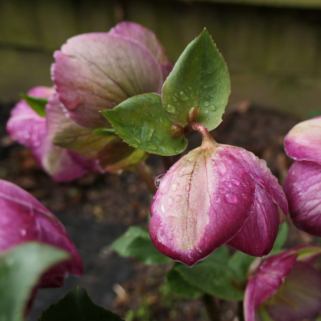 Helleborus 'EPB 25'  - Frostkiss® Glenda's Gloss® Hellebore