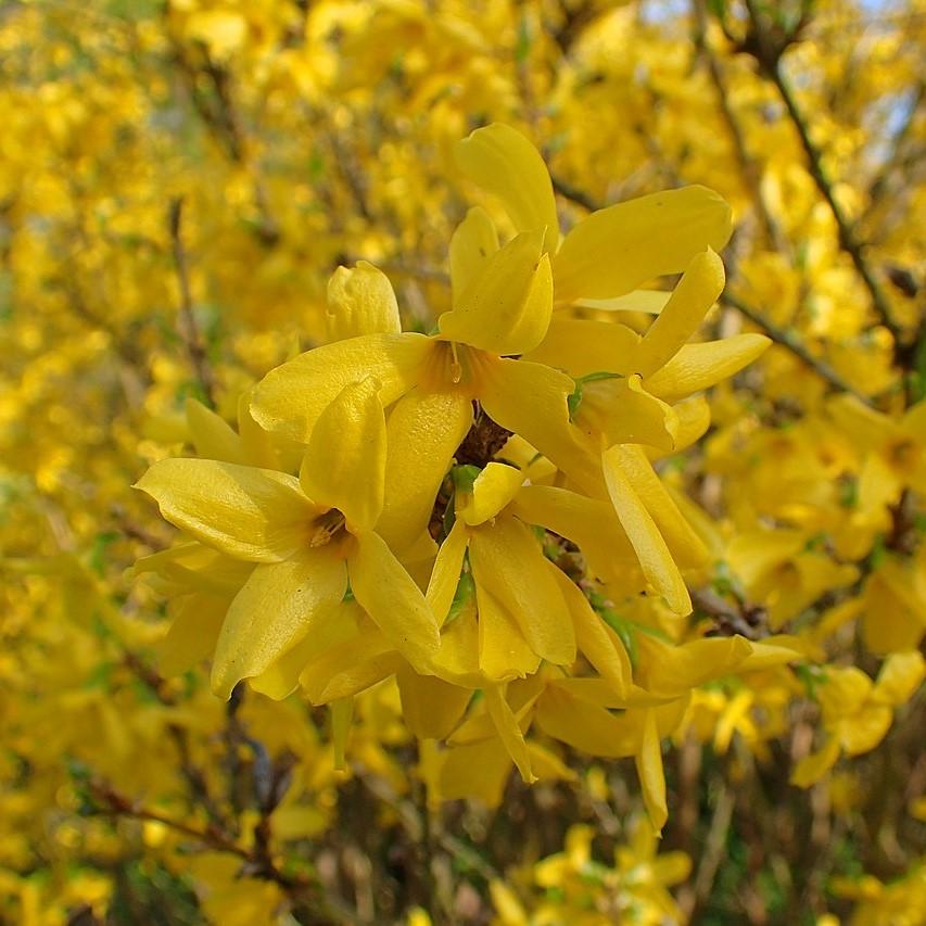 Forsythia x intermedia 'Lynwood Gold'  - Lynwood Gold Forsythia