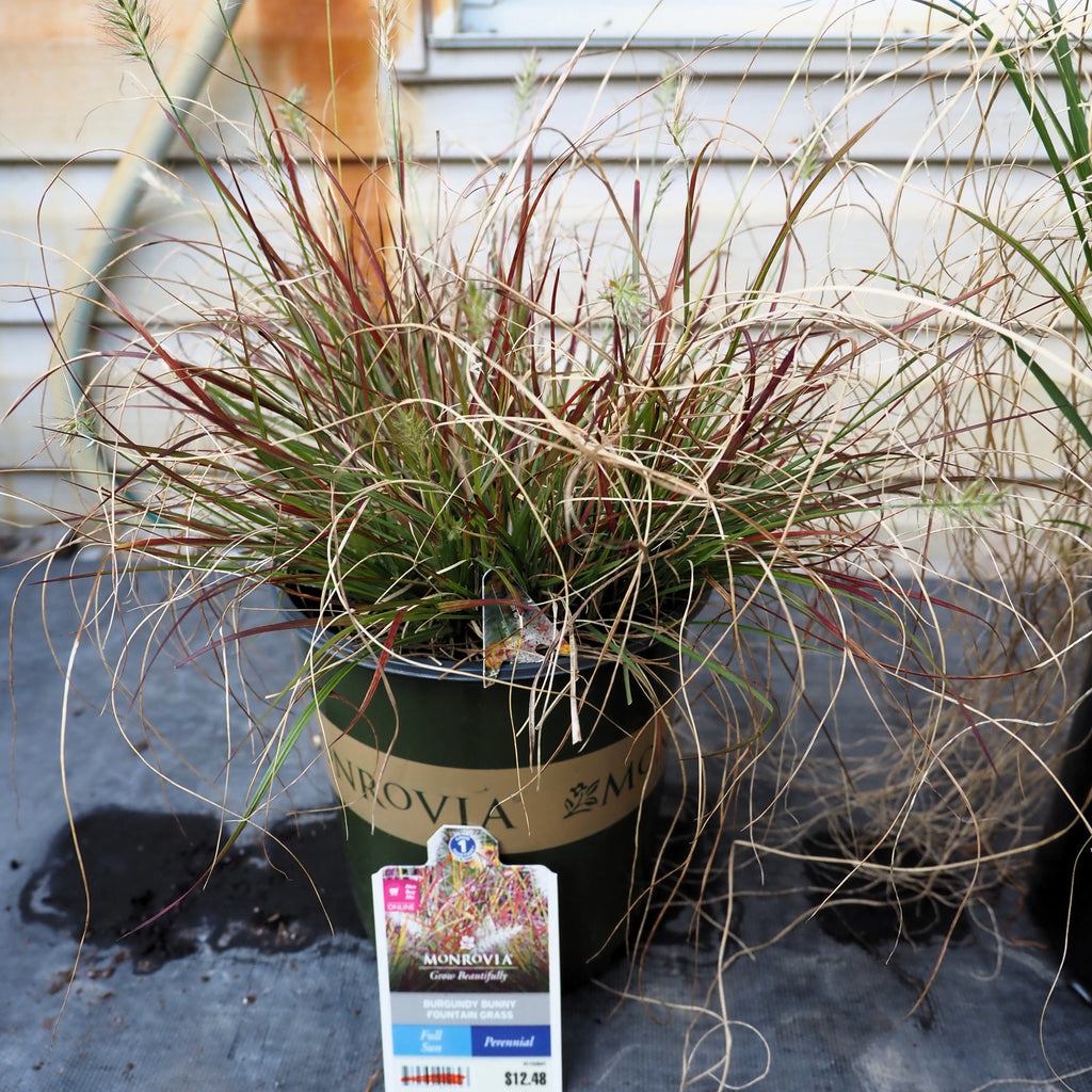 Pennisetum alopecuroides 'Burgundy Bunny'  - Burgundy Bunny Fountain Grass