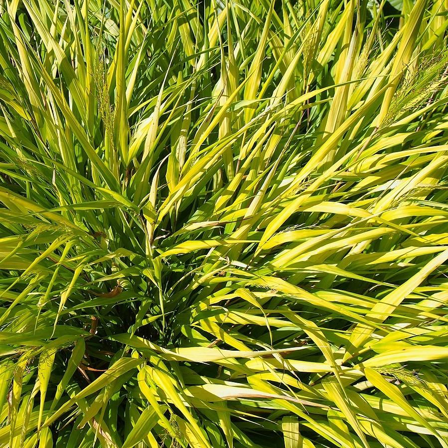Hakonechloa macra 'All Gold'  - All Gold Japanese Forest Grass, Hakone Grass