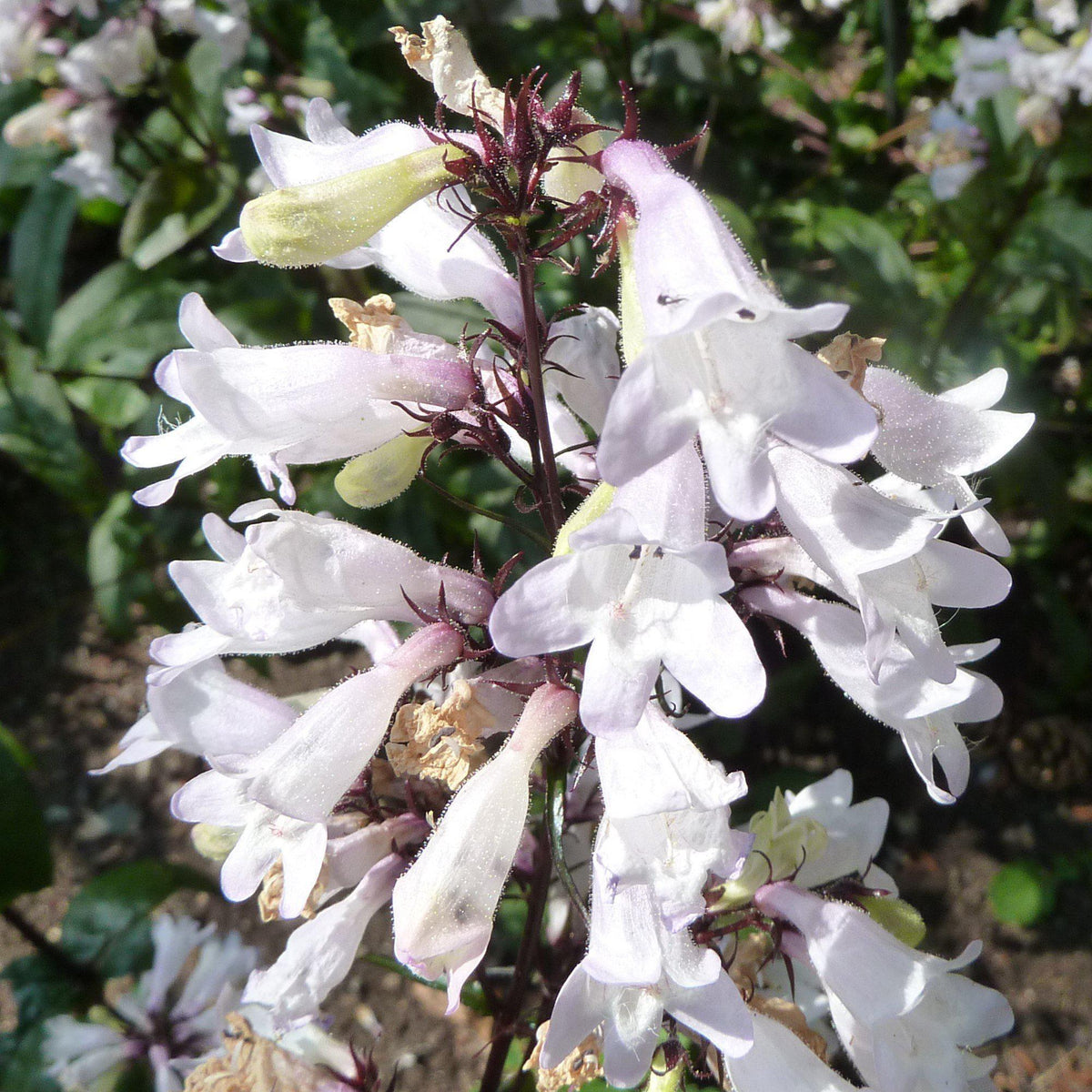 Penstemon digitalis 'Husker Red'  - Husker Red Beardtongue