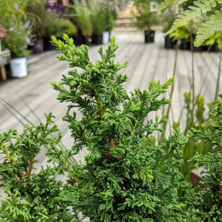 Chamaecyparis Thyoides 'Top Point'  - Top Point Dwarf White Cedar