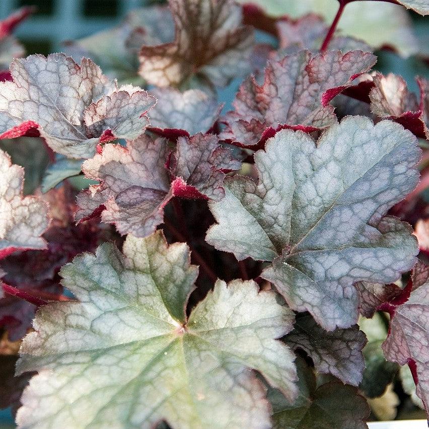 Heuchera x 'Plum Pudding'  - Plum Pudding Coral Bells, Heuchera