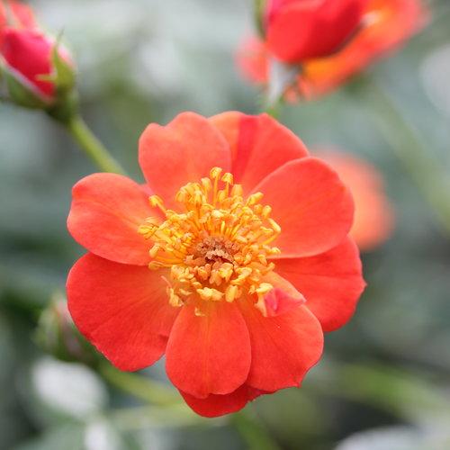Rosa x 'FARROWRSP'  - Oso Easy Hot Paprika® Rose