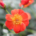 Rosa x 'FARROWRSP'  - Oso Easy Hot Paprika® Rose