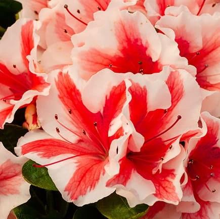 Rhododendron ‘Robleze’  - Encore® Autumn Starburst™ Azalea