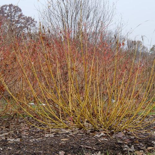Cornus stolonifera 'SMNCSBD'  - PW® Arctic Fire® Yellow Twig Dogwood