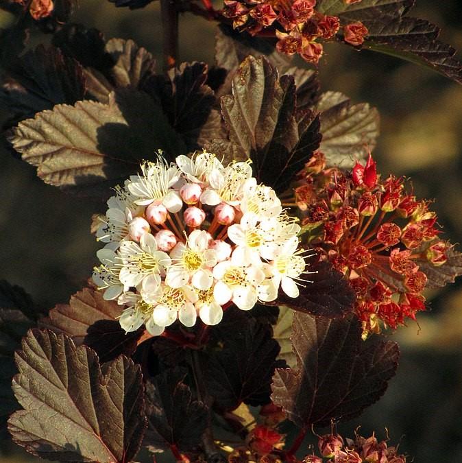 Physocarpus opulifolius 'Seward'  - Summer Wine® Ninebark