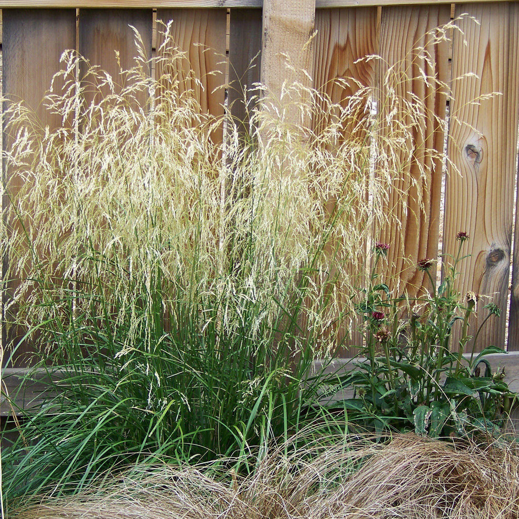Calamagrostis x acutiflora 'Karl Foerster'  - Karl Foerster's Feather Reed Grass