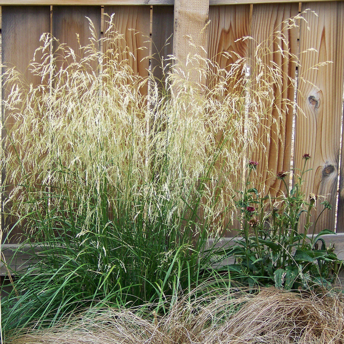 Calamagrostis x acutiflora 'Karl Foerster'  - Karl Foerster's Feather Reed Grass