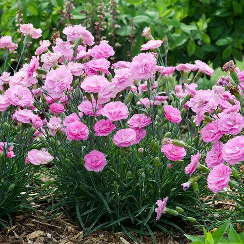 Dianthus 'Sweetie Pie'  - Fruit Punch® Sweetie Pie Dianthus