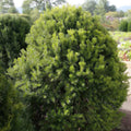 Taxus × media 'Hicksii'  - Hick's Yew