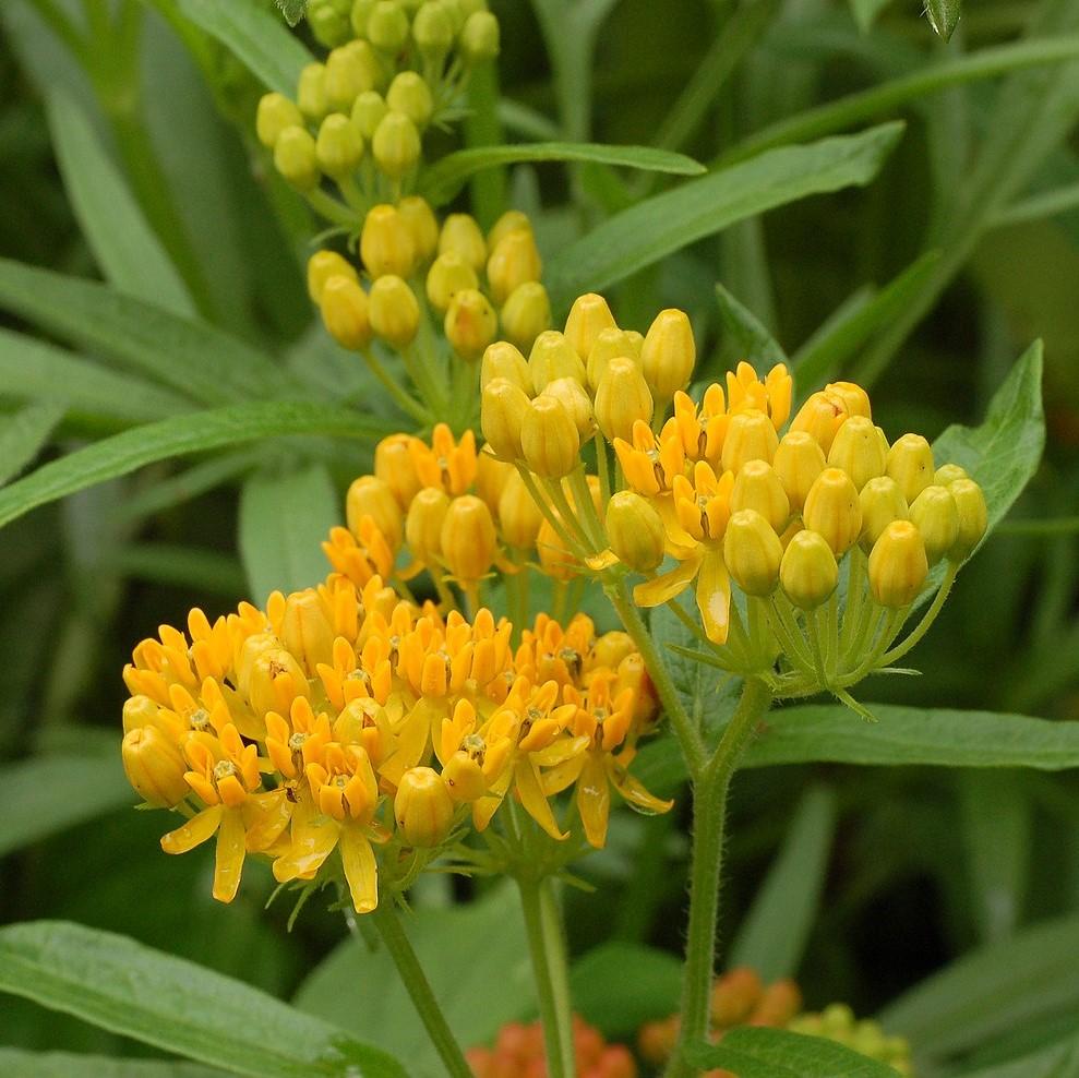 Asclepias tuberosa 'Hello Yellow'  - Hello Yellow Butterfly Weed
