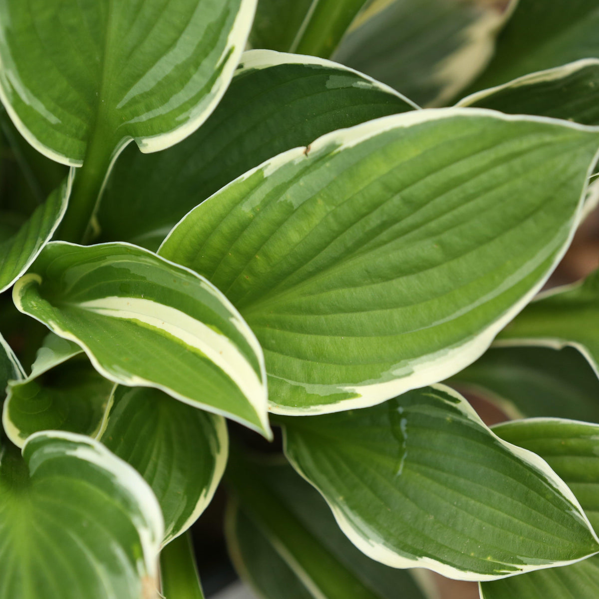 Hosta 'Francee'  - Francee Hosta