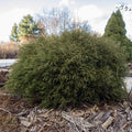 Thuja occidentalis ‘Bobozam'  - Mr. Bowling Ball® Arborvitae