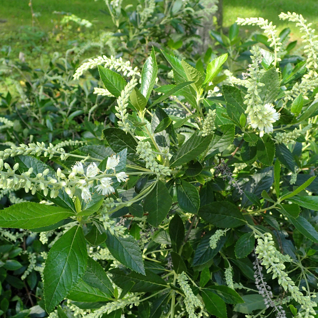 Clethra alnifolia 'Hummingbird'  - Hummingbird Summersweet
