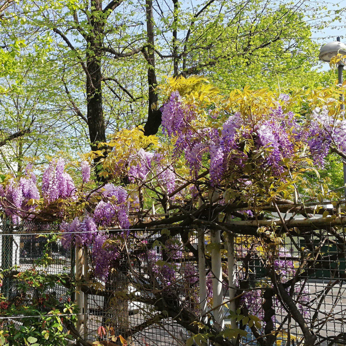 Wisteria frutescens 'Amethyst Falls'  - Amethyst Falls Wisteria