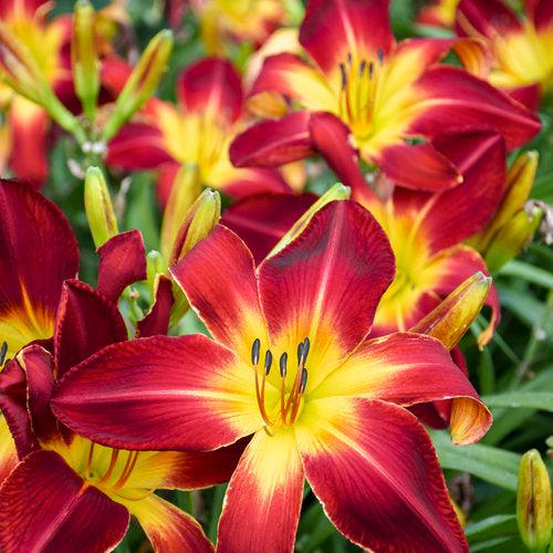 Hemerocallis 'Ruby Spider'  - Rainbow Rhythm® Ruby Spider Daylily