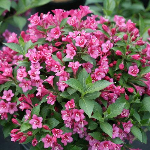 Weigela florida 'VUKOZLyra'  - Snippet® Dark Pink Weigela