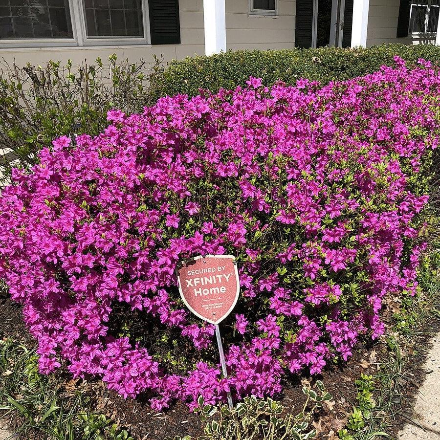 Azalea x 'Girard's Fuchsia'  - Girard's Fuchsia Azalea