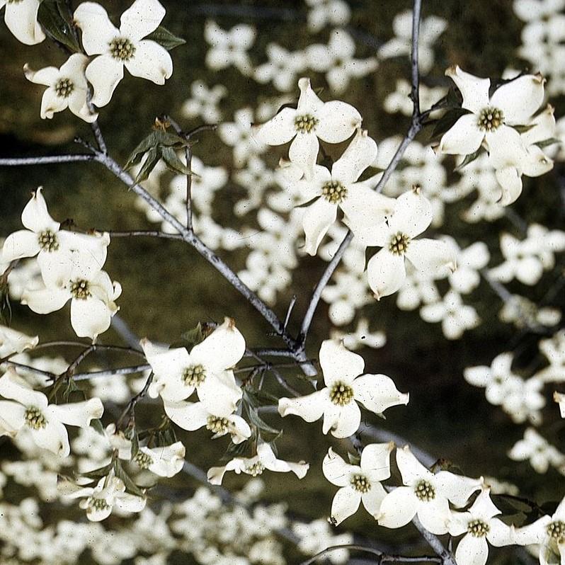 Cornus florida  - Flowering Dogwood