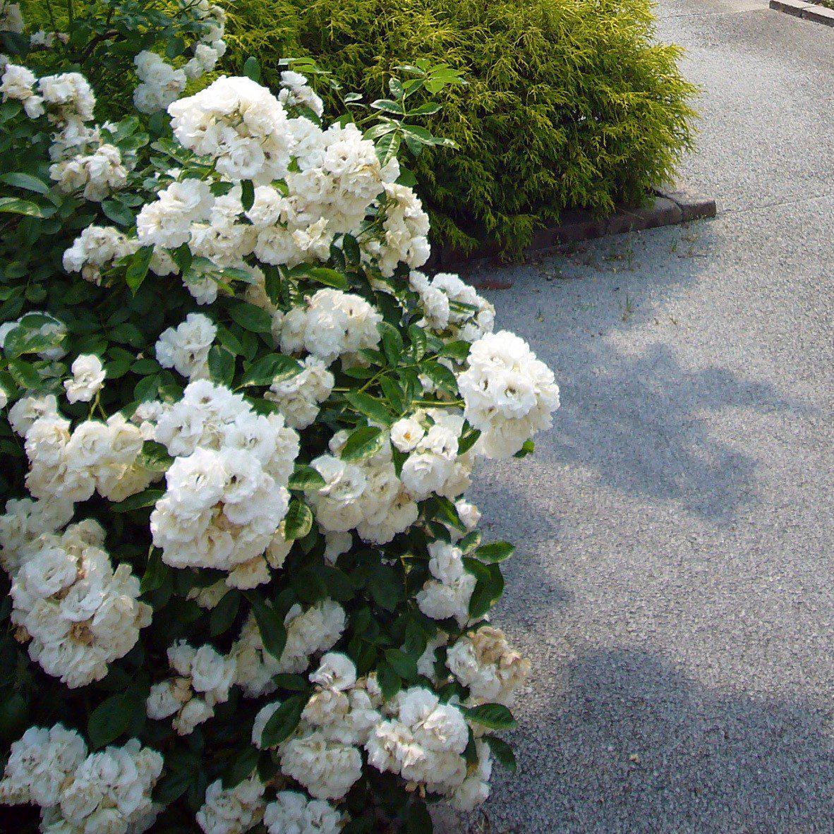 Rosa x 'Noaschnee'  - Flower Carpet® White Rose