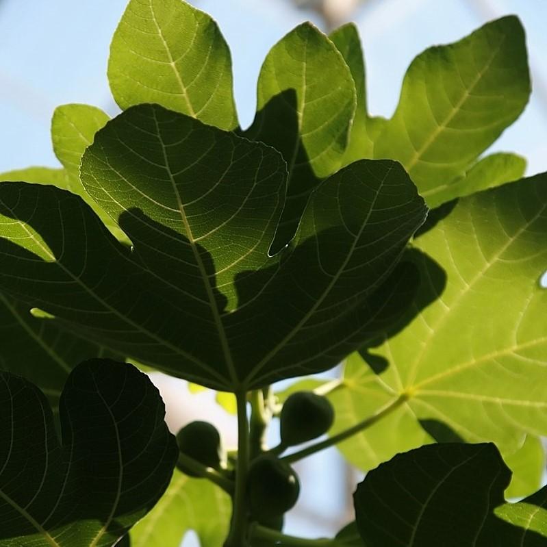 Ficus carica 'Brown Turkey'  - Brown Turkey Fig