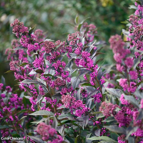 Callicarpa 'Pearl Glam'  - Pearl Glam® Beautyberry