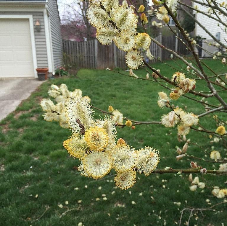 Salix discolor  - Pussy Willow