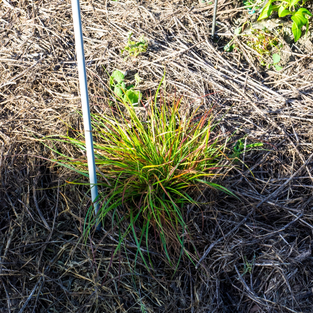 Pennisetum alopecuroides 'Burgundy Bunny'  - Burgundy Bunny Fountain Grass