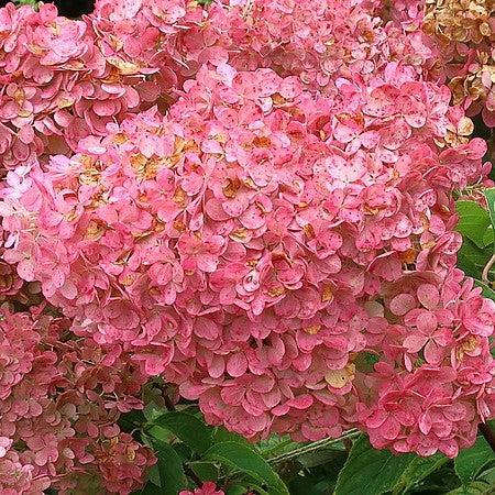 Hydrangea paniculata 'Renhy'  - First Editions® Vanilla Strawberry™ Hydrangea