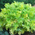 Heuchera ‘Lime Marmalade’  - Lime Marmalade Heuchera