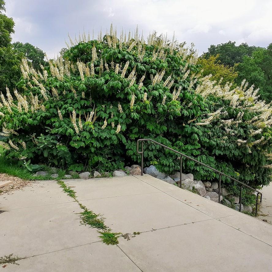 Aesculus parviflora  - Buckeye Bottlebrush