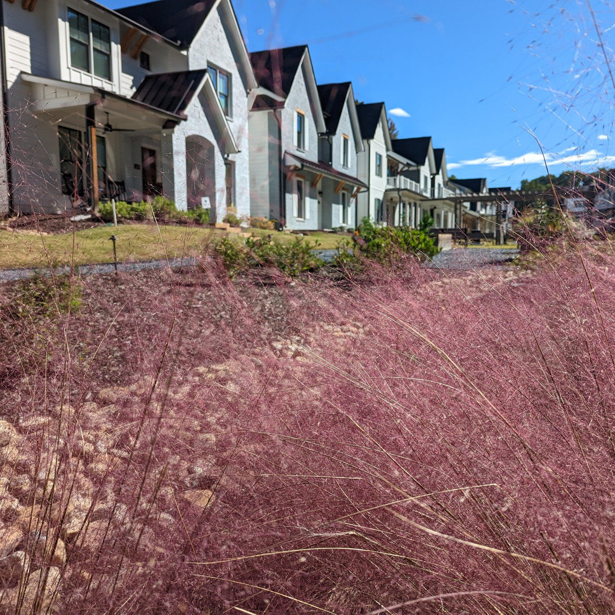 Muhlenbergia capillaris  - Pink Muhly Grass