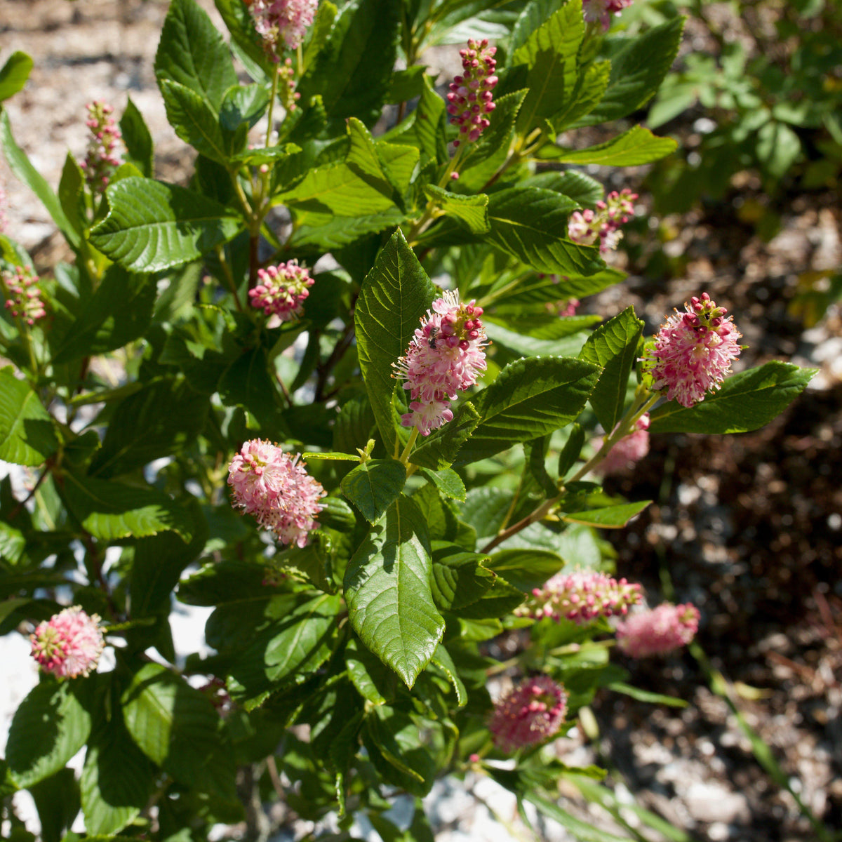 Clethra alnifolia 'Ruby Spice'  - Ruby Spice Summersweet