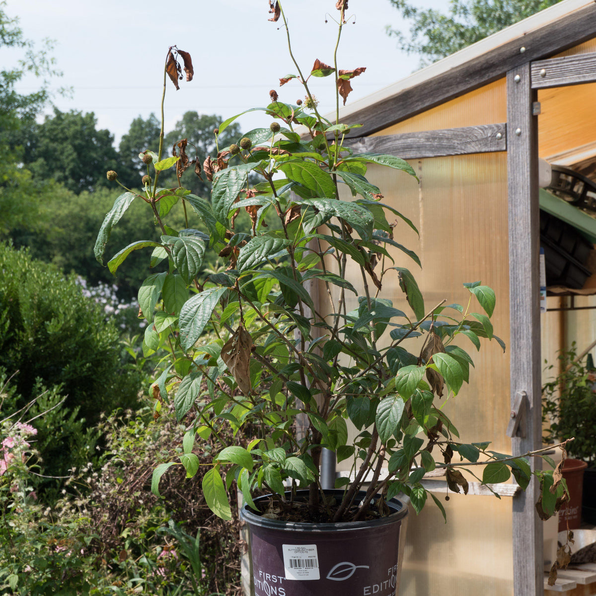 Cephalanthus occidentalis 'Fiber Optics'  - First Editions® Fiber Optics Cephalanthus