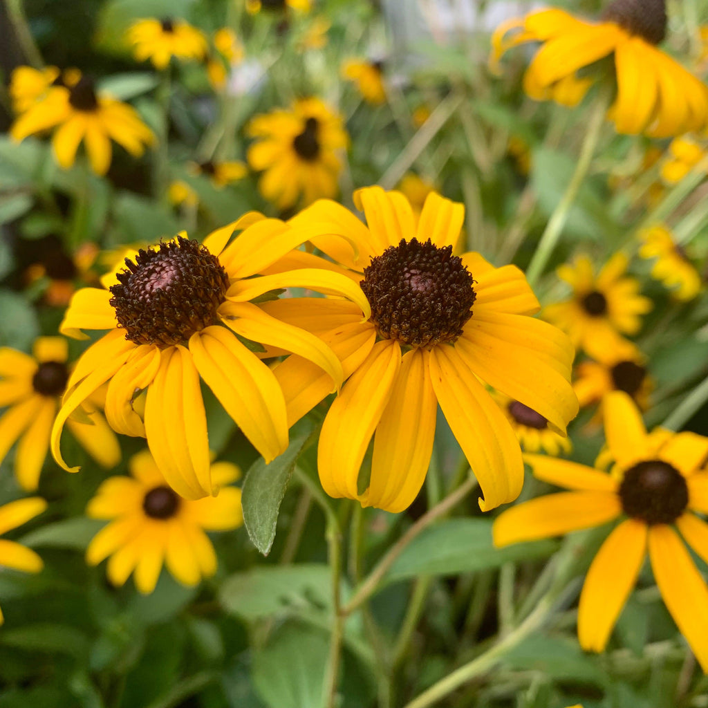 Rudbeckia fulgida 'Goldsturm'  - Black-Eyed Susan