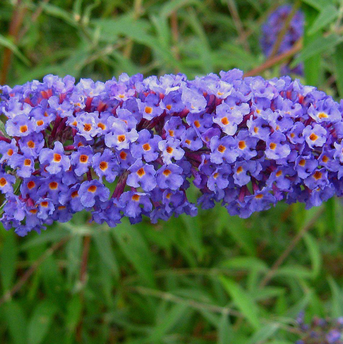 Buddleja davidii 'Nanho Blue'  - Nanho Blue Butterfly Bush