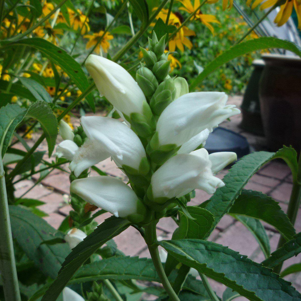 Chelone glabra  - White Turtlehead