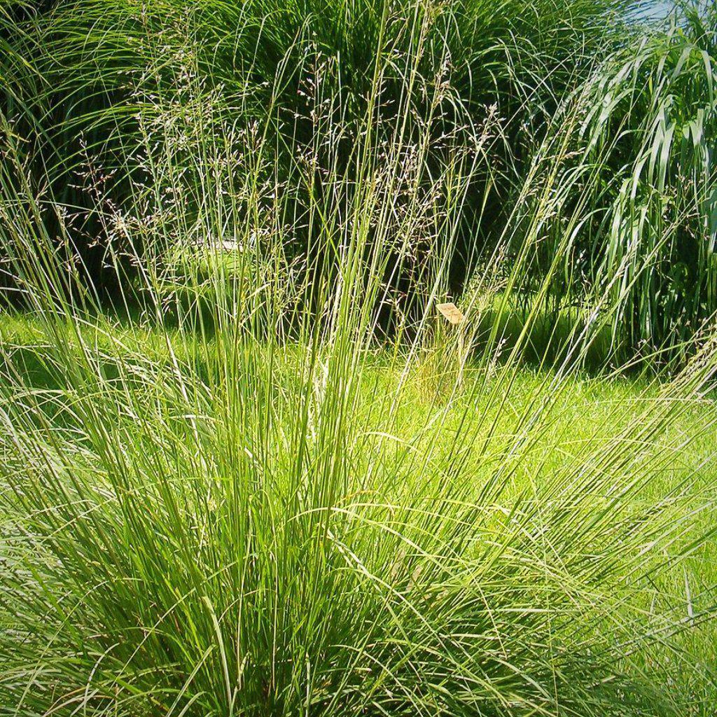 Sporobolus heterolepis  - Prairie Dropseed