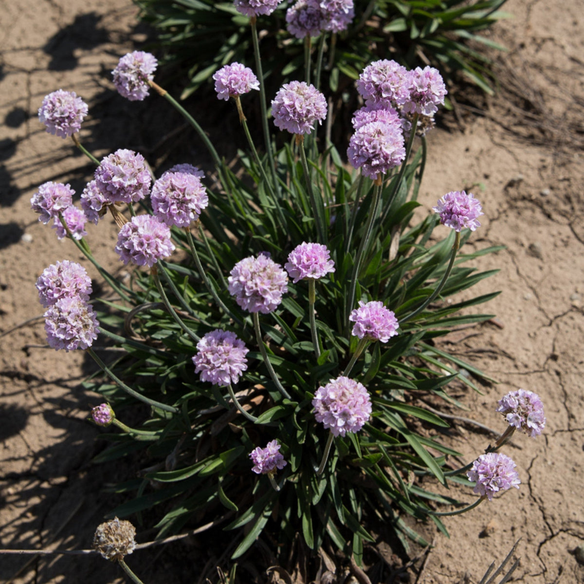 Armeria pseudarmeria 'Sweet Dreams'  - Dreameria® Sweet Dreams Thrift