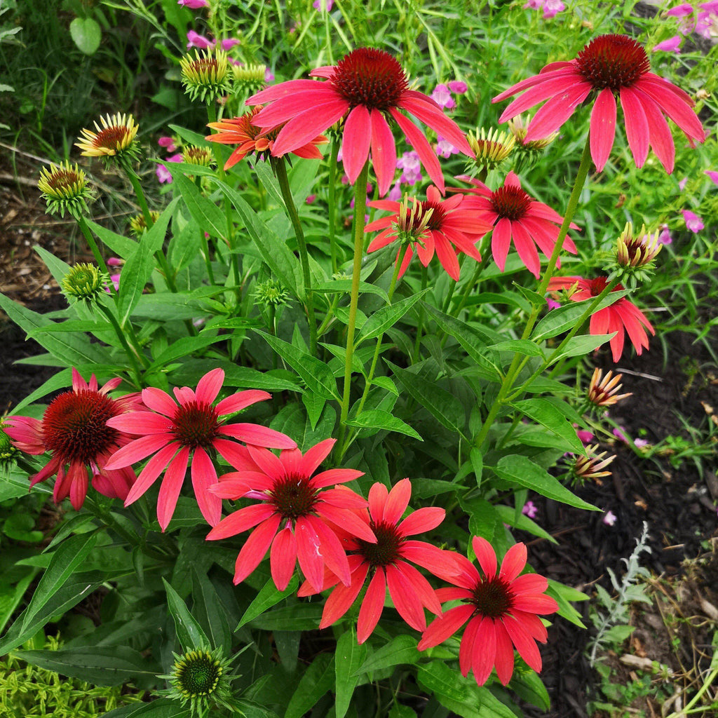 Echinacea x 'Cheyenne Spirit'  - Cheyenne Spirit Echinacea, Coneflower