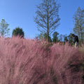 Muhlenbergia capillaris  - Pink Muhly Grass