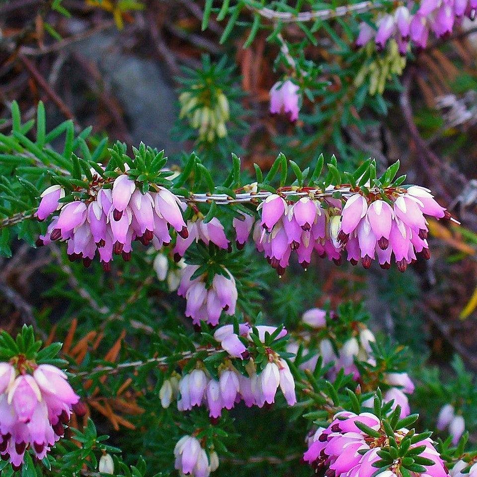 Erica carnea  - Heather, Pink