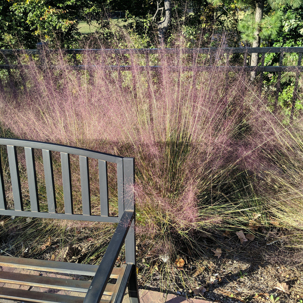 Muhlenbergia capillaris  - Pink Muhly Grass
