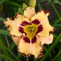 Hemerocallis 'King of the Ages’  - Rainbow Rhythm® King of the Ages Daylily