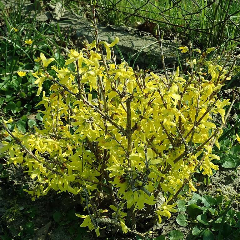 Forsythia x intermedia 'Lynwood Gold'  - Lynwood Gold Forsythia