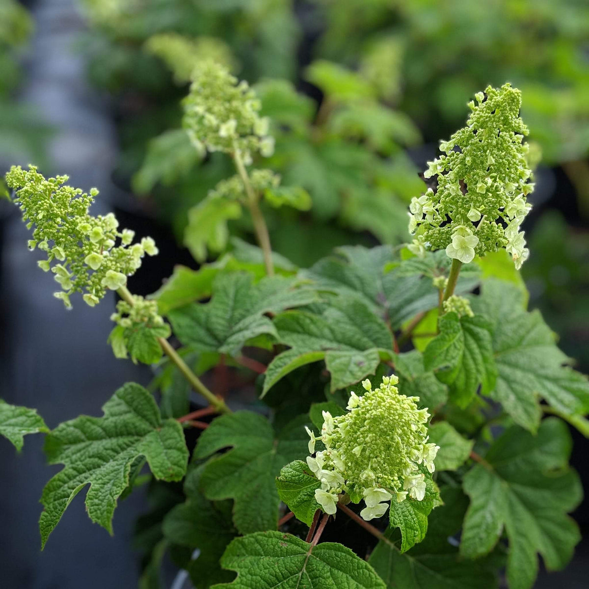 Hydrangea quercifolia 'Ruby Slippers'  - Ruby Slippers Oakleaf Hydrangea