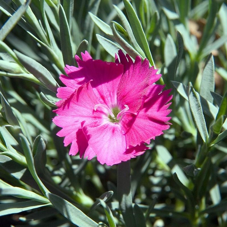 Dianthus x 'Neon Star'  - Neon Star Dianthus